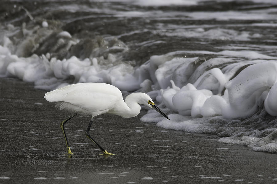 Snowy Egret Hunting Photograph
