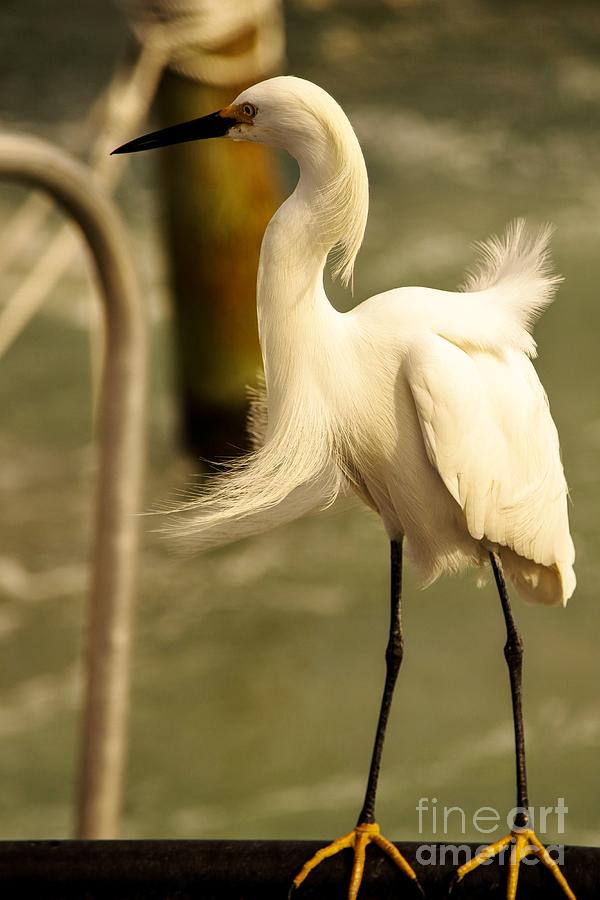 Snowy Egret III Photograph by Rene Triay FineArt Photos