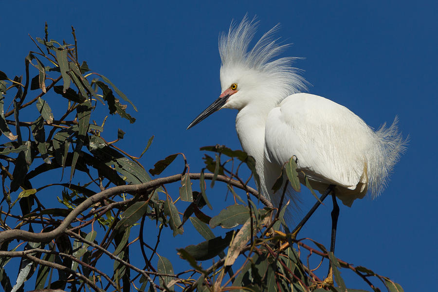 Snowy Egret In a Eucalyptus Tree Photograph by Kathleen Bishop