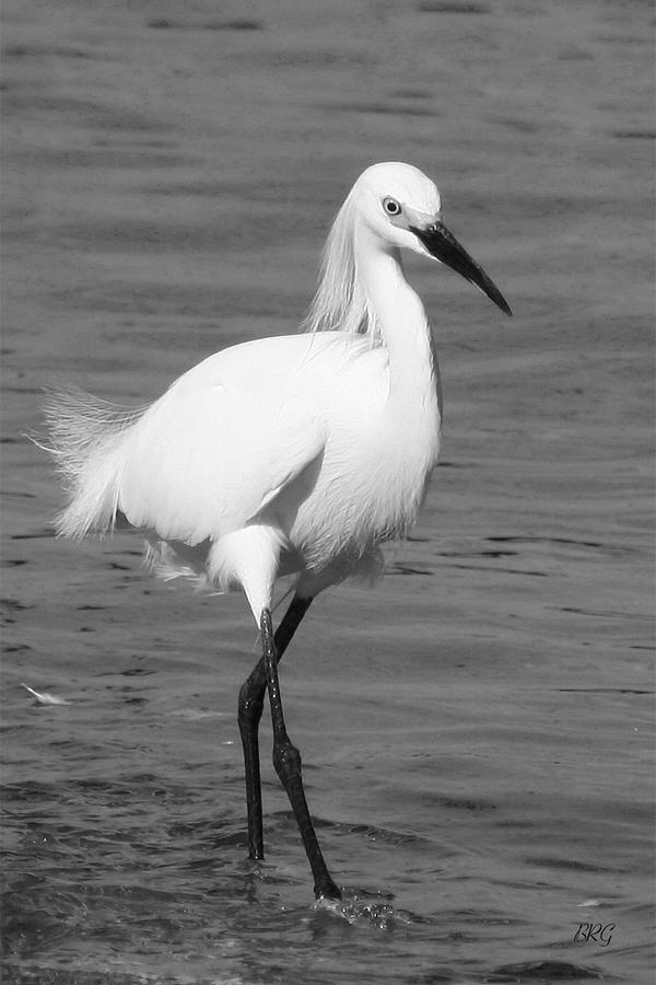 Black And White Photograph - Snowy Egret In Black And White by Ben and Raisa Gertsberg