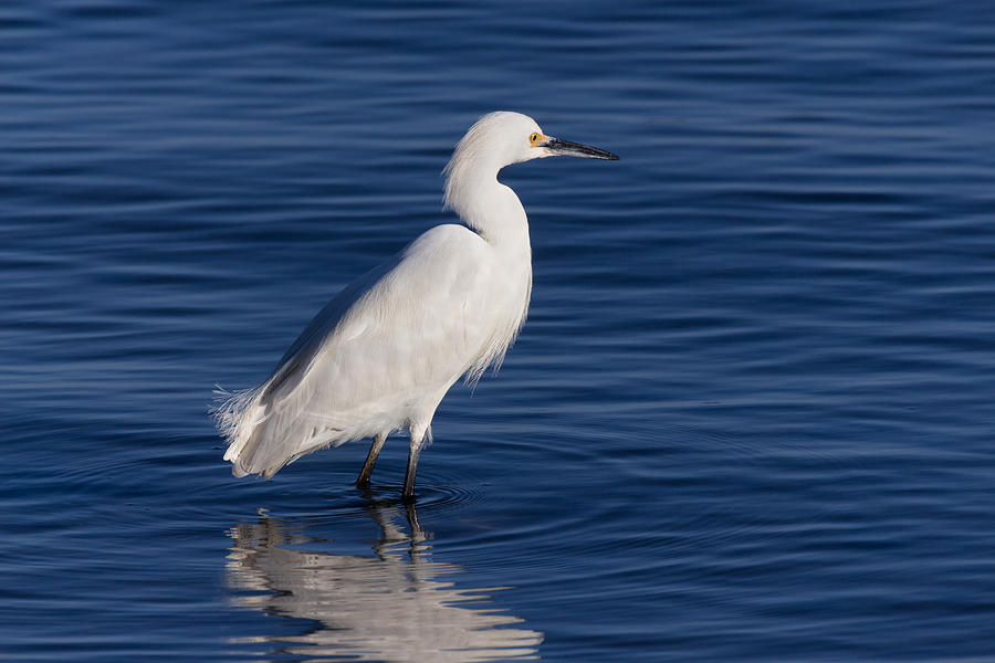 Snowy Egret in Blue Water Photograph by Kathleen Bishop