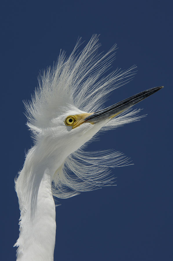 Snowy Egret In Breeding Plumage Florida Photograph by Malcolm Schuyl
