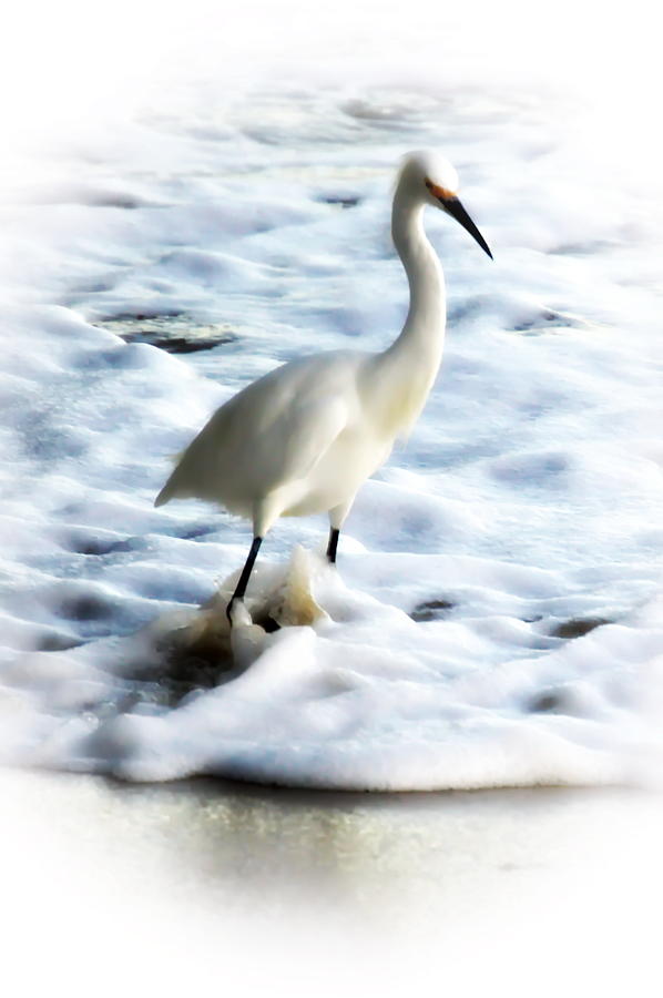 Snowy Egret in Color Photograph by Christina Ochsner