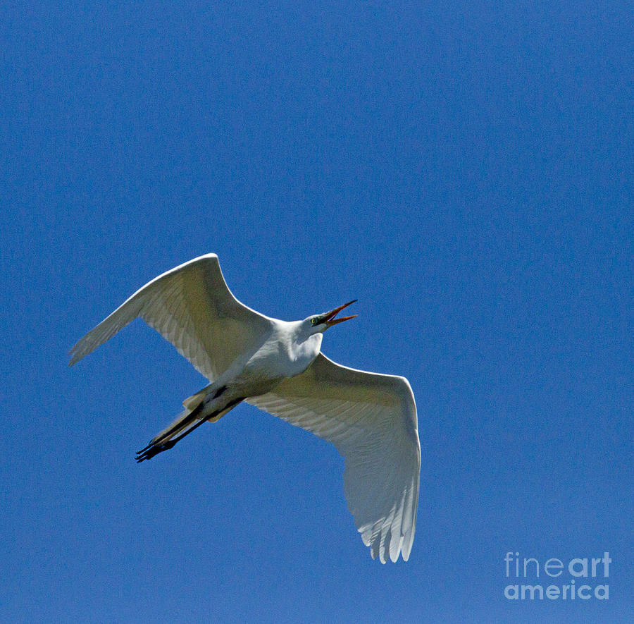 Egret Photograph - Snowy Egret In Flight   #6755 by J L Woody Wooden