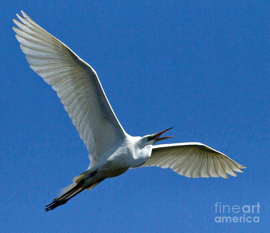 Snowy Egret In Flight   #6756 Photograph by J L Woody Wooden