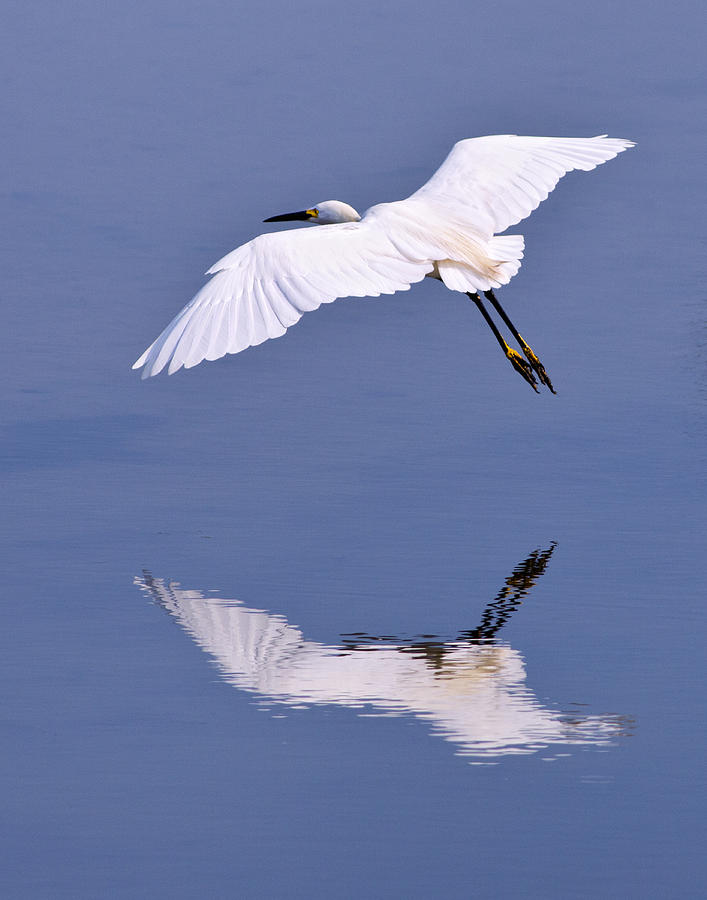 Egret Photograph - Snowy Egret in Flight by Robert Jensen