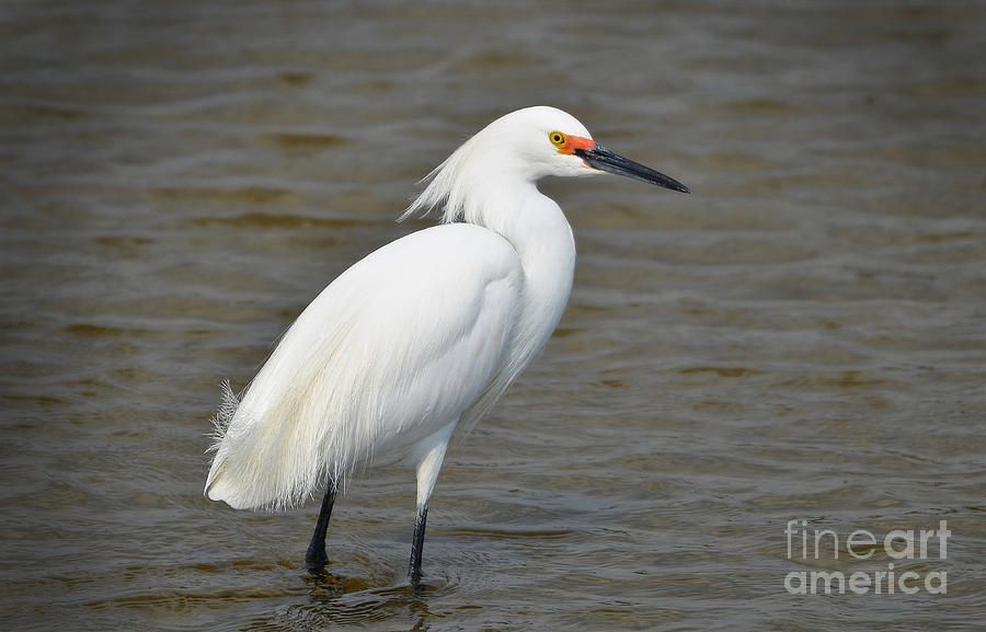 Snowy Egret In Formal Attire Photograph by Kathy Baccari