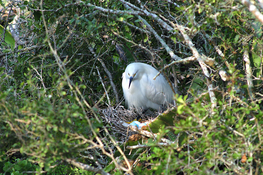 Snowy Egret In Nest Photograph by Gregory G. Dimijian
