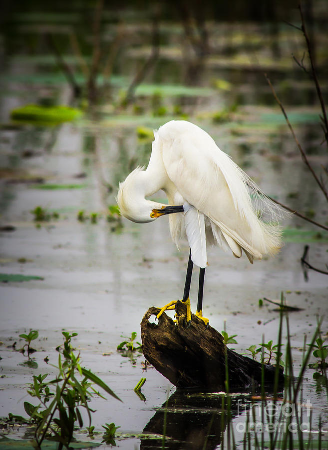 Snowy Egret In Swamp Photograph by Robert Frederick
