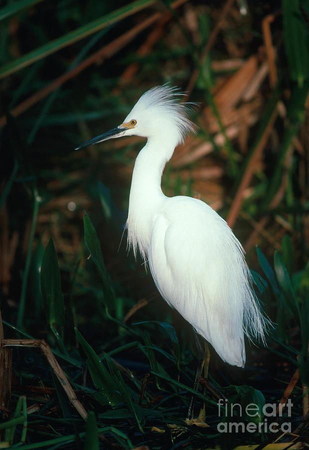 Snowy Egret In The Everglades Photograph by Art Wolfe