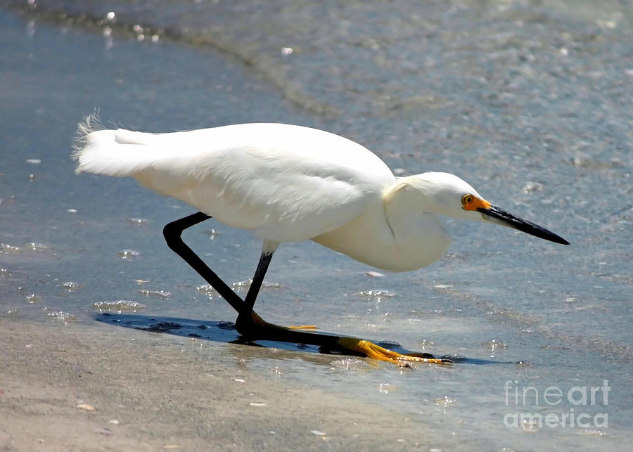Snowy Egret in the Surf Photograph by Carol Groenen