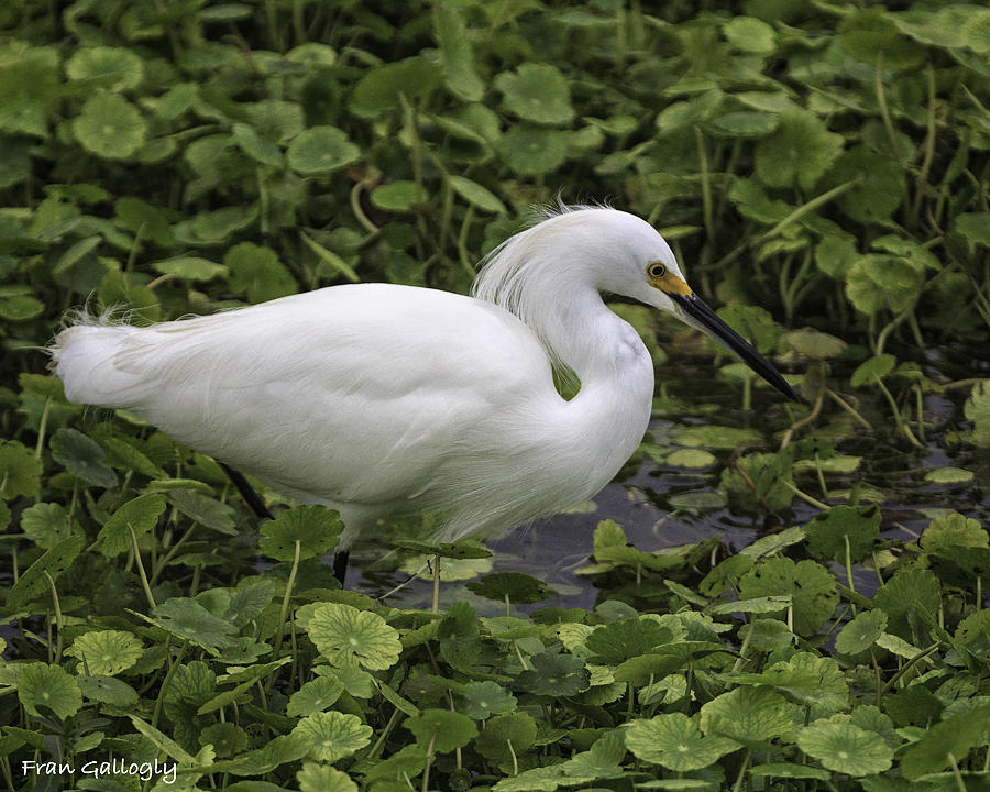 Snowy Egret in Wetland Photograph by Fran Gallogly