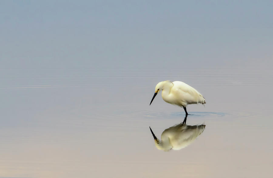Snowy Egret Photograph by Joe Campbell Photography