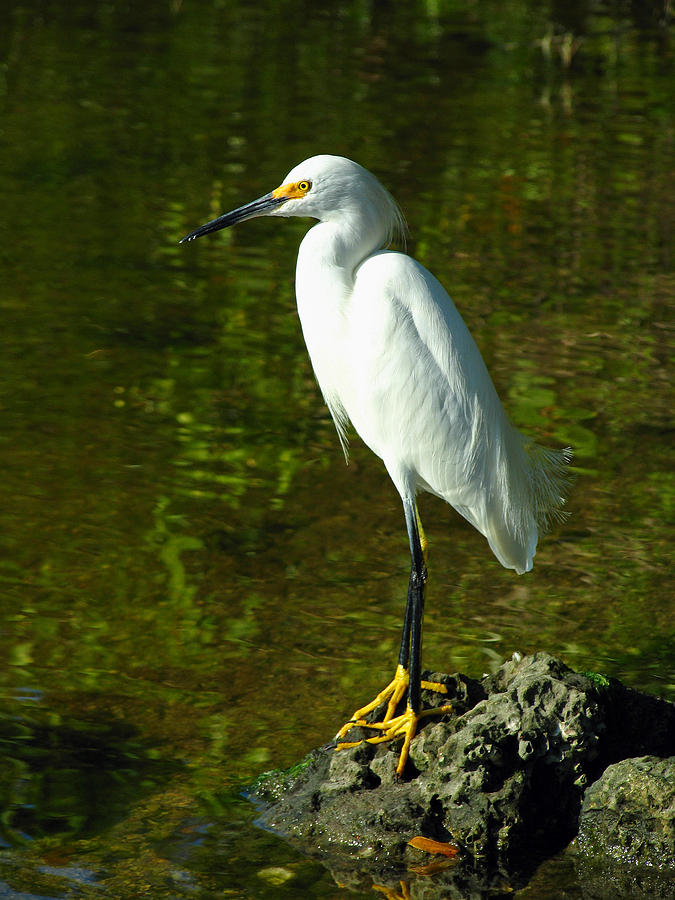 Snowy Egret Photograph by Juergen Roth