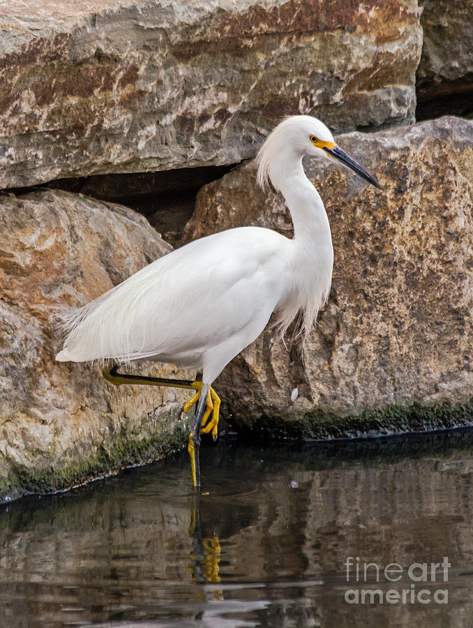 Snowy Egret Photograph by Kate Brown