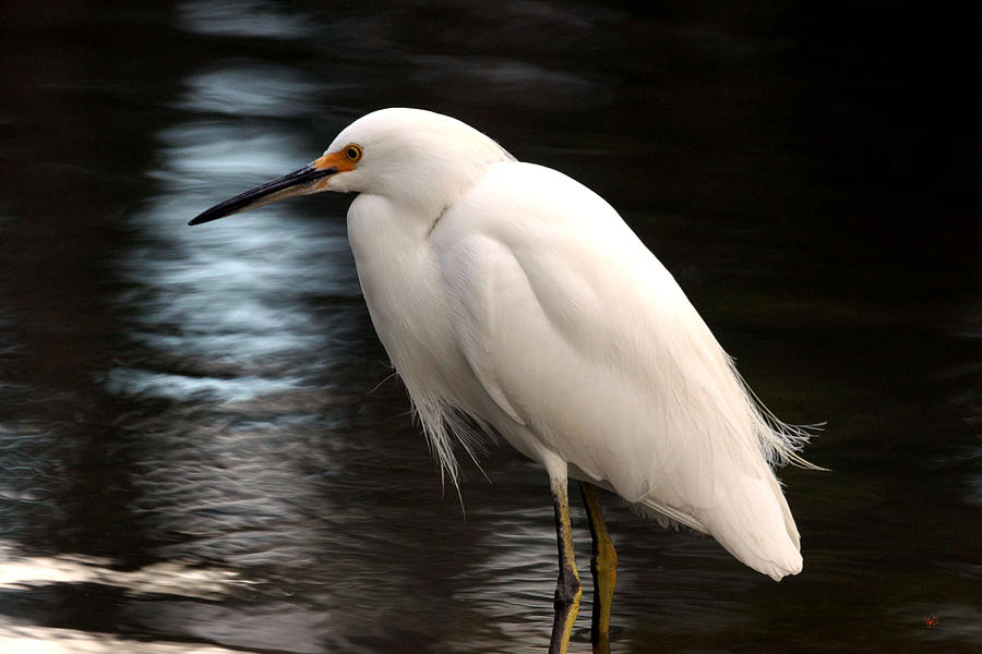 Egret Photograph - Snowy Egret Looking by Lorenzo Williams