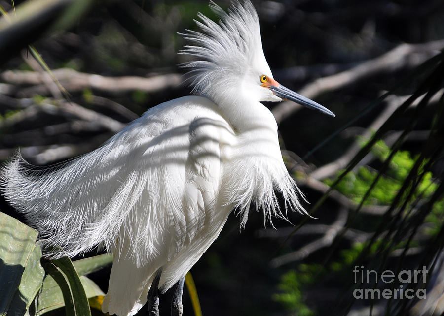 Snowy Egret Photograph by Lydia Holly