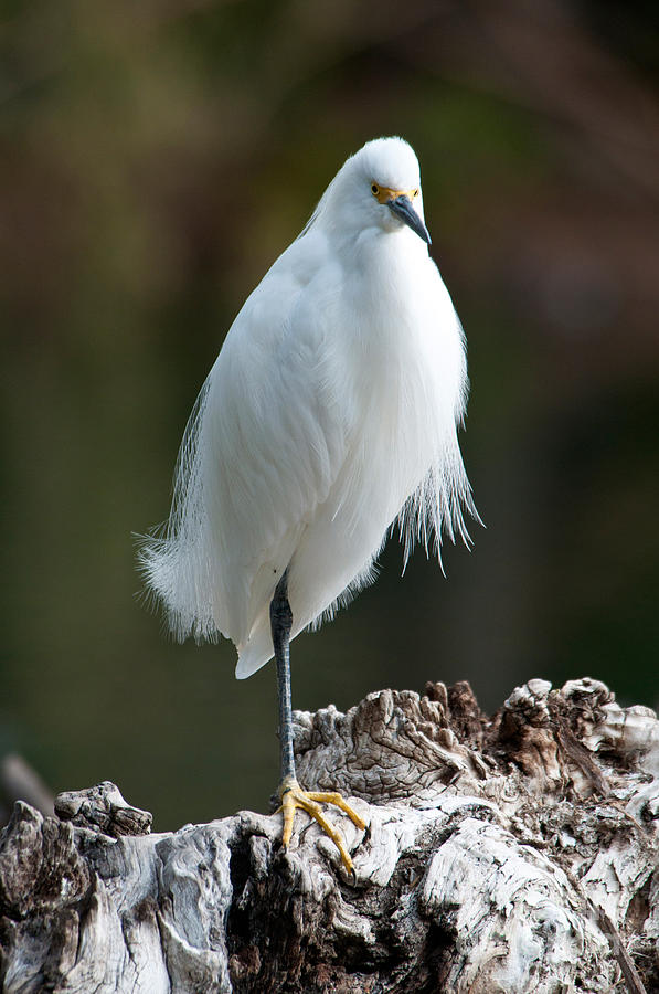 Snowy Egret Photograph by Mark Newman