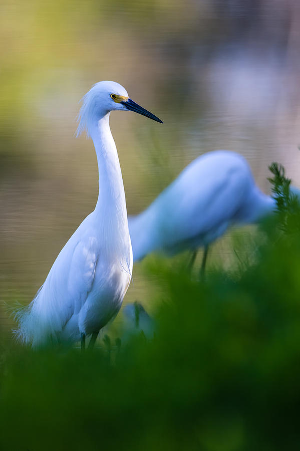 Snowy Egret on a lush green foreground Photograph by Andres Leon