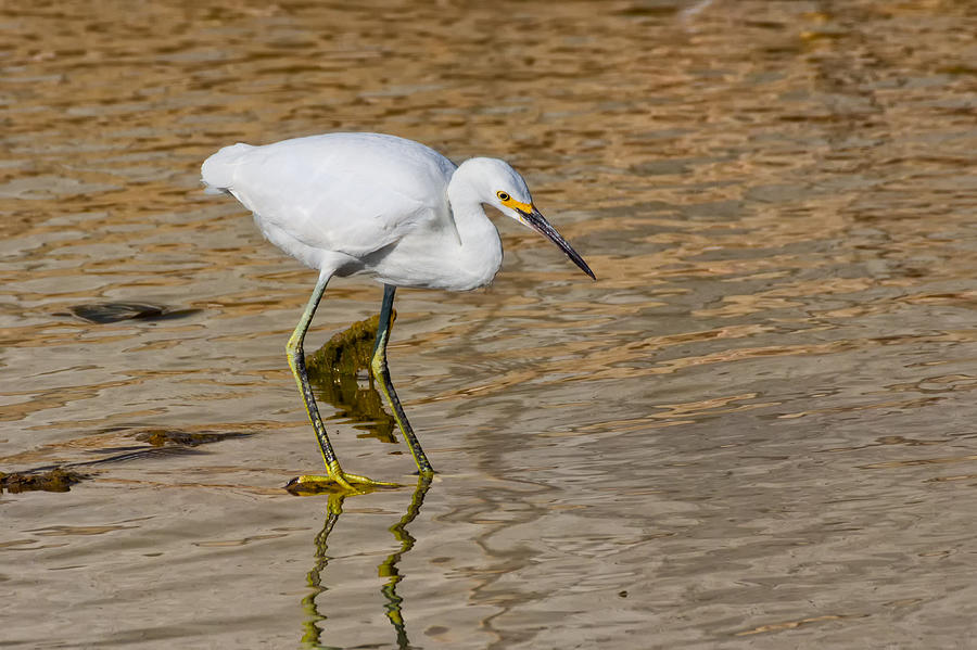 Snowy Egret on Golden Ripples Photograph by Kathleen Bishop