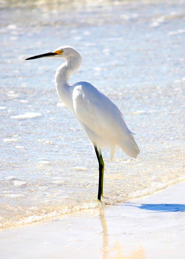 Egret on the Beach Photograph by Carol Groenen