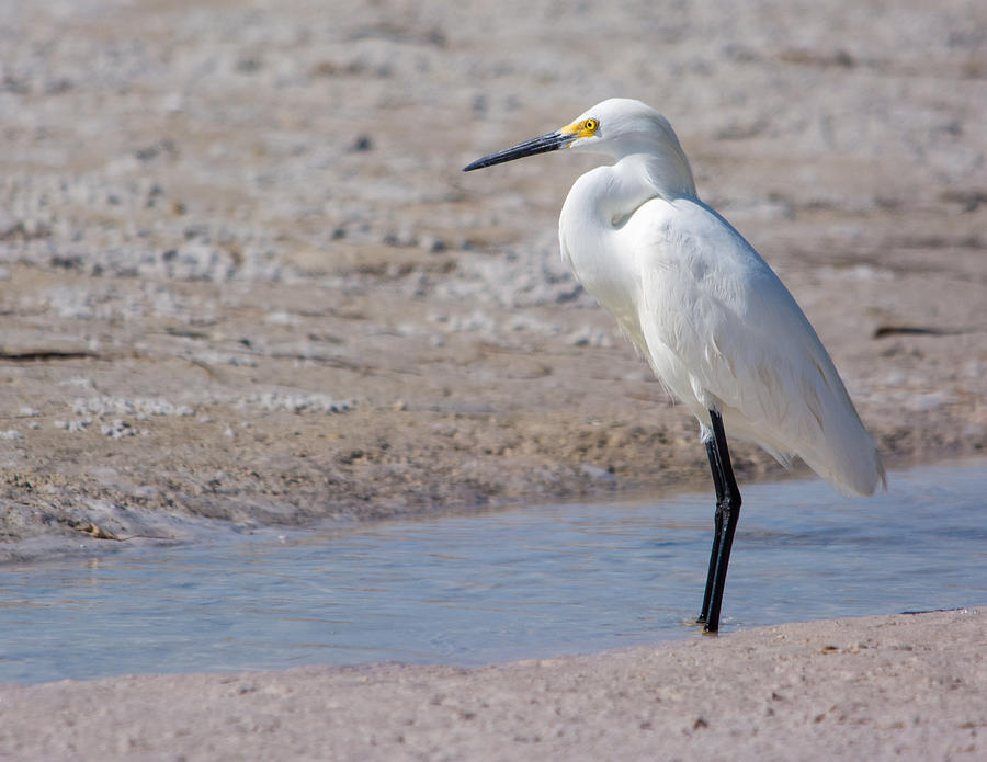 Snowy Egret on the Beach Photograph by Gabrielle Harrison | Fine Art ...