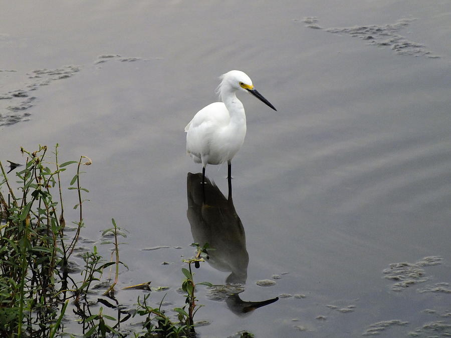 Snowy Egret Photograph by Peggy King