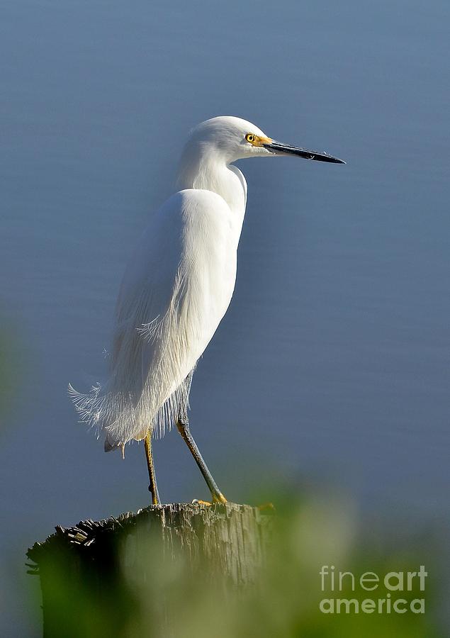 Snowy Egret Perched Photograph by Kathy Baccari