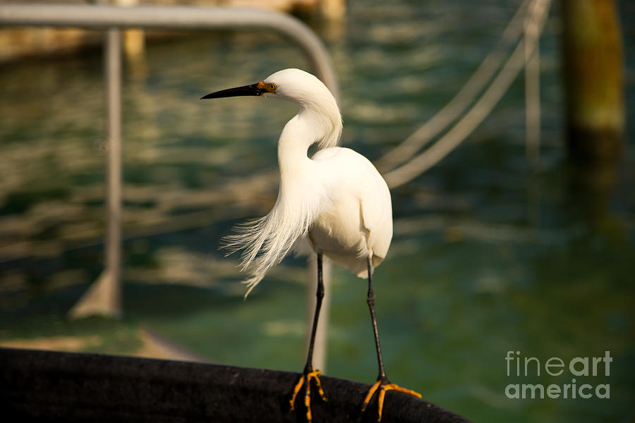 Snowy Egret Plumage Photograph by Rene Triay FineArt Photos