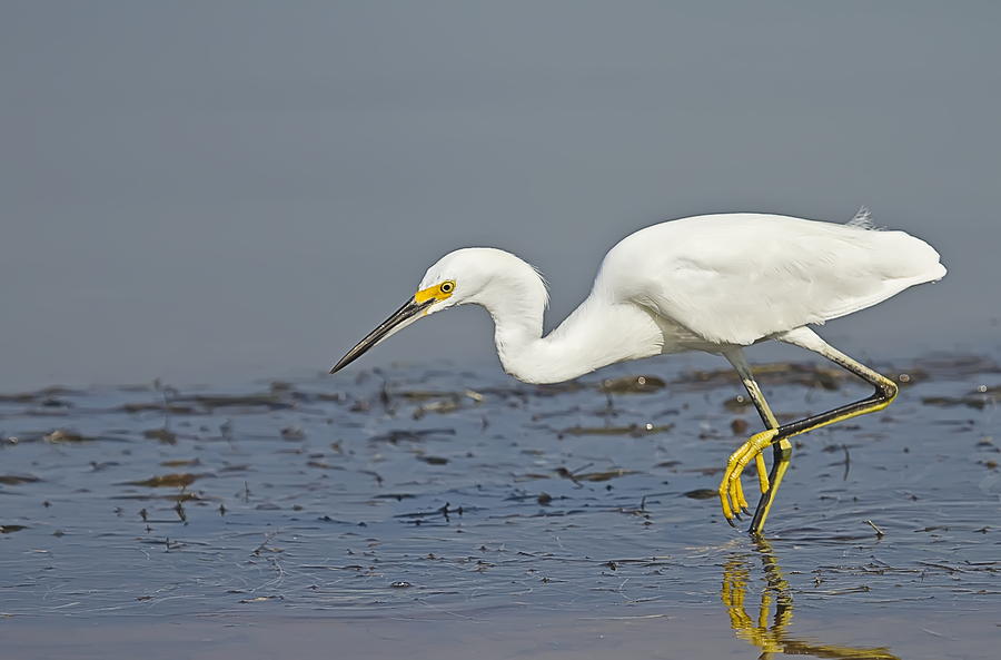 Snowy Egret poised to strike Photograph by John Vose