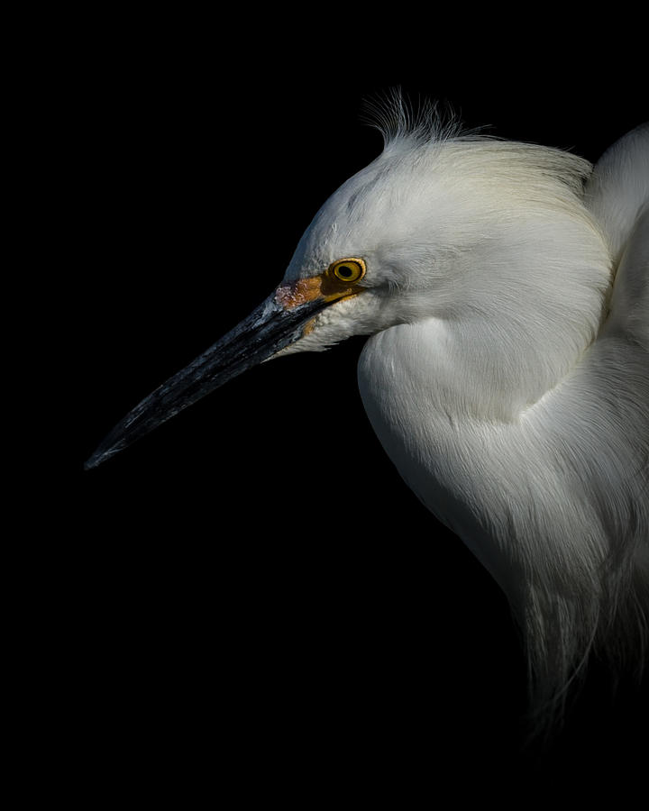 Snowy Egret Portrait 3 Photograph by Ernest Echols