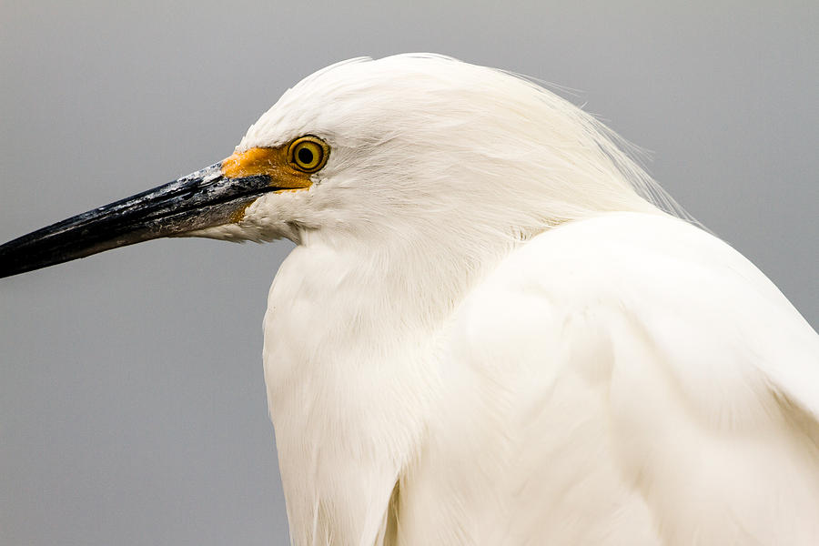 Snowy Egret Profile Photograph by Ben Graham
