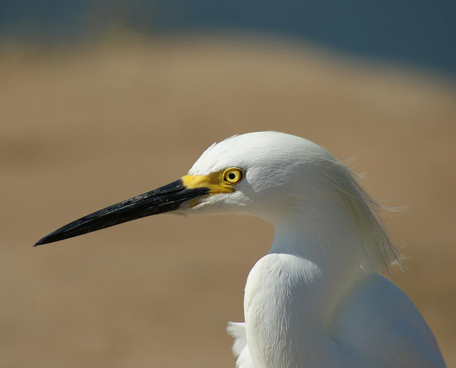 Snowy Egret Profile Photograph By Ernie Echols Fine Art America