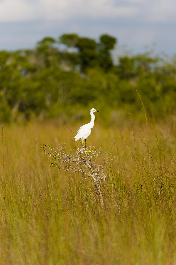 Snowy Egret Photograph by Raul Rodriguez