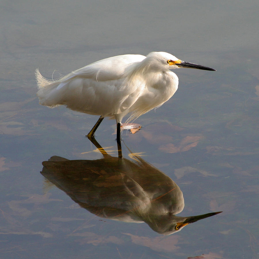 Egret Photograph - Snowy Egret Reflection by Bob and Jan Shriner