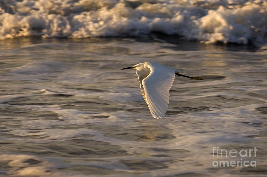 Snowy Egret Photograph by Ron Sanford