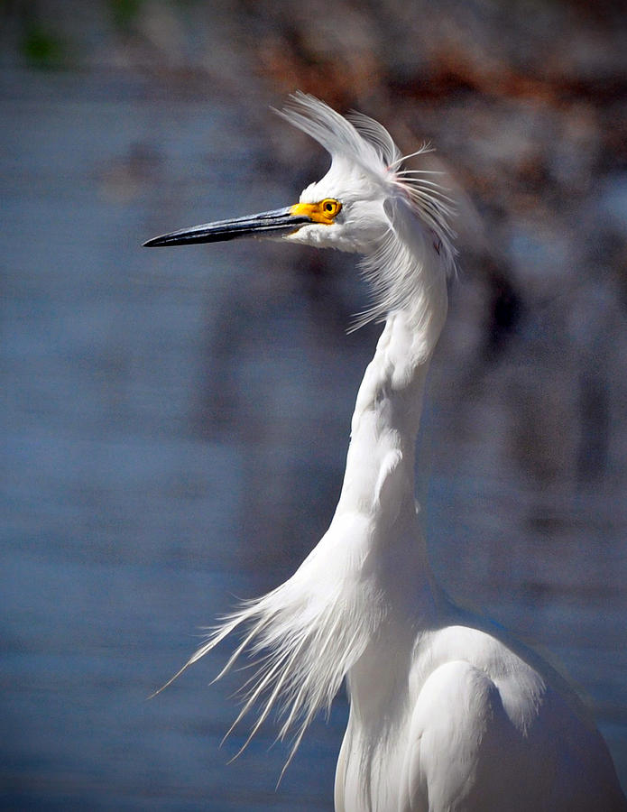 Snowy Egret Photograph by Savannah Gibbs
