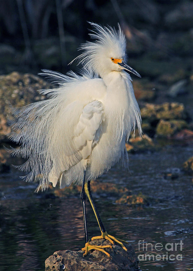 Snowy Egret Show Off Photograph by Larry Nieland
