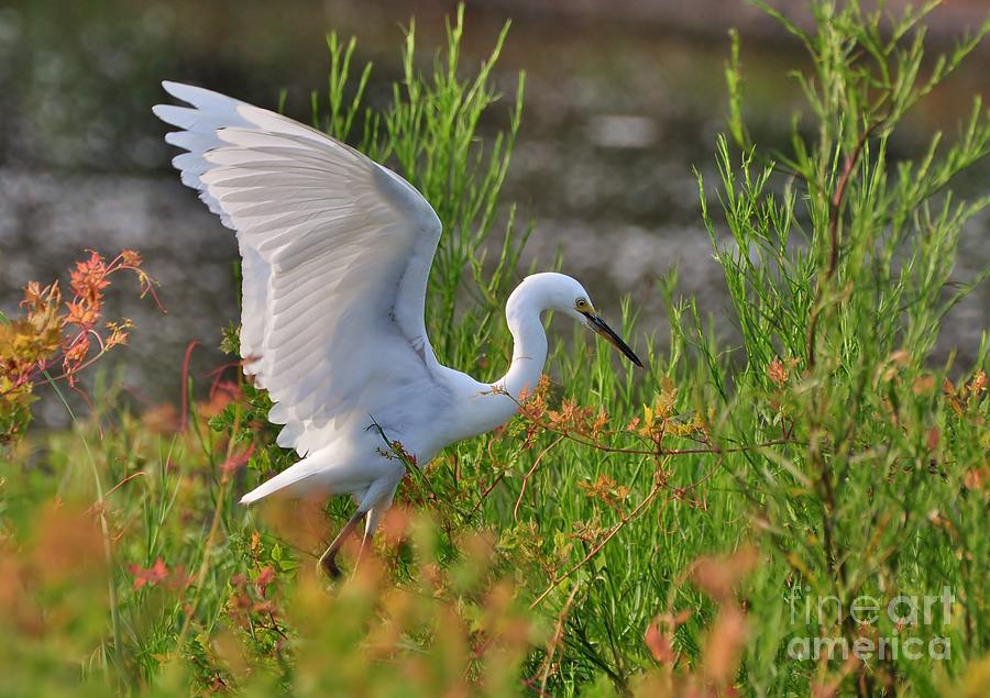 Snowy Egret Spreading Its Wings Photograph by Kathy Baccari