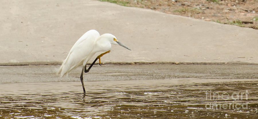 Snowy Egret Taking Advantage Of The Flood Photograph by Donna Brown