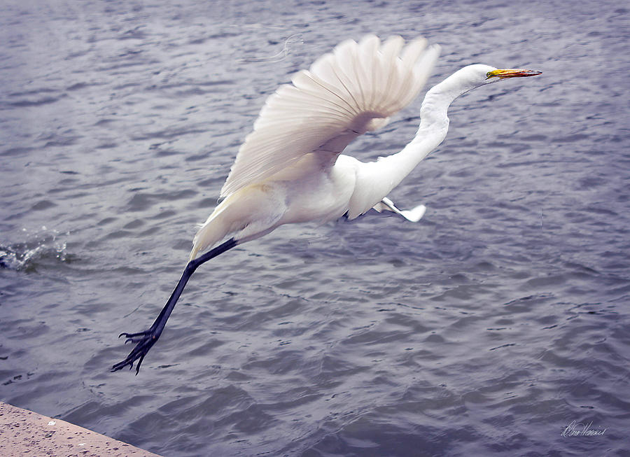 Snowy Egret Taking Off Photograph by Diana Haronis