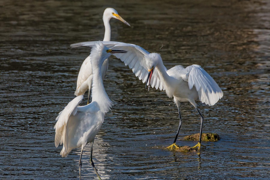 Snowy Egret Throws a Hissy  Photograph by Kathleen Bishop