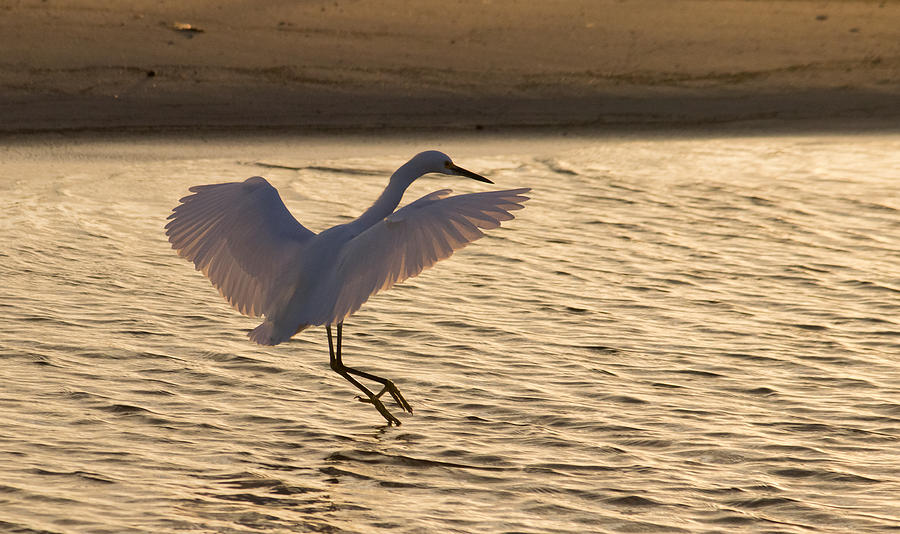 Snowy Egret Touchdown Photograph by Brian Wright
