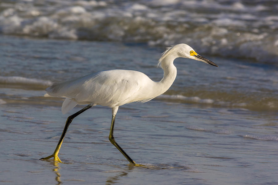Snowy Egret Wading Photograph by Ed Gleichman