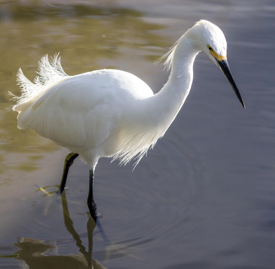 Snowy Egret Walking By Photograph by Dorothy Cunningham