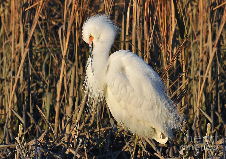 Snowy Egret With Breeding Colors Photograph by Kathy Baccari