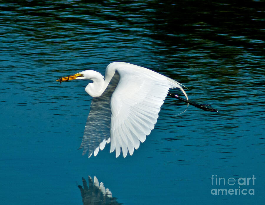 Snowy Egret with Catch Photograph by Stephen Whalen