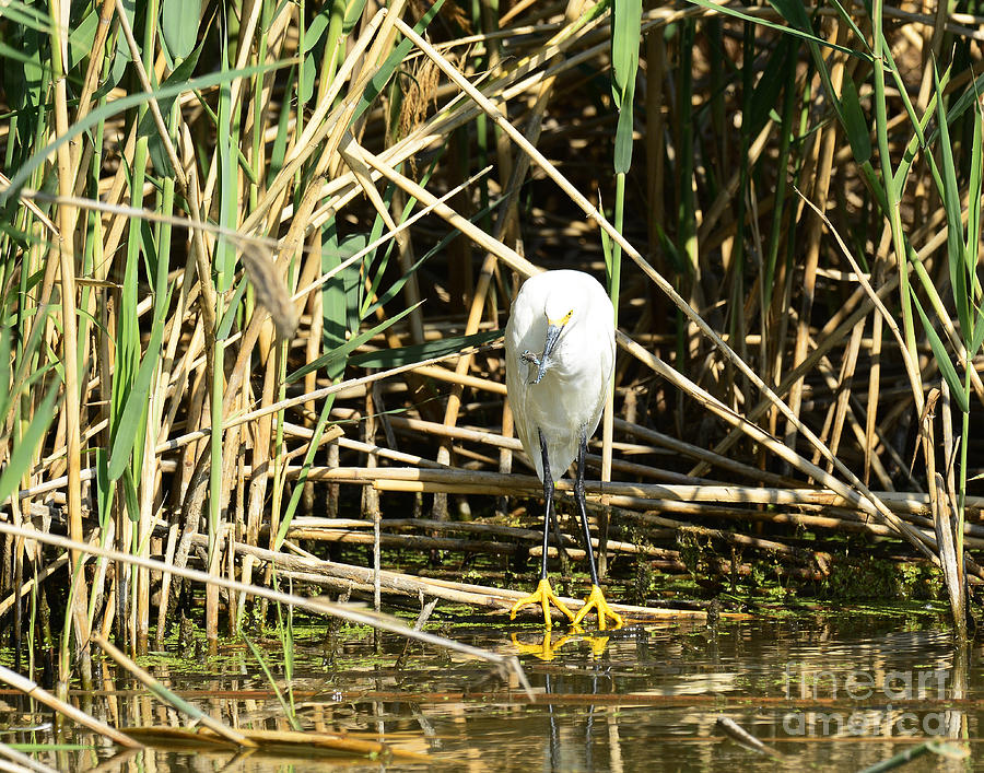 Snowy Egret with Dragonfly Photograph by Dennis Hammer