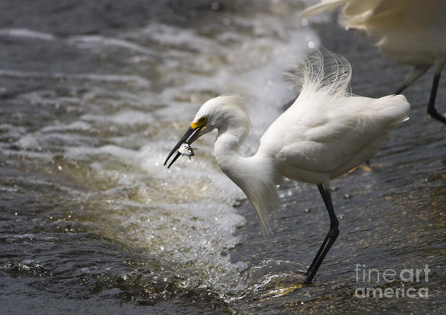 Snowy Egret with Fish Photograph by John Greco