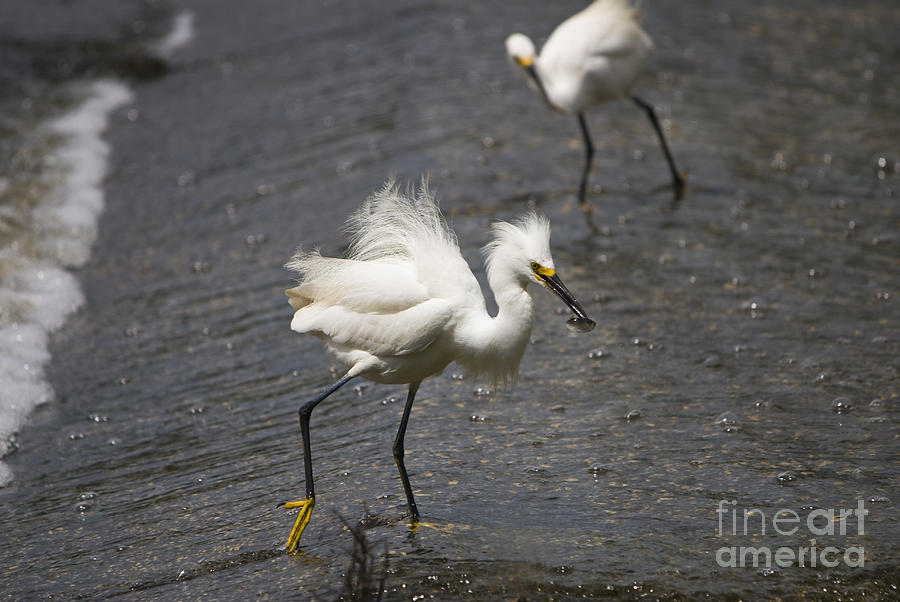 Snowy Egret with Fish No.2 Photograph by John Greco